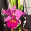 Cattleya Maggie Raphael Purple..
